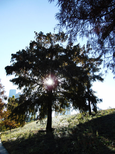 阳光透过树图片下载