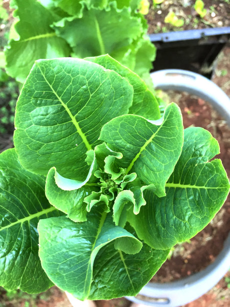 食物生菜图片下载