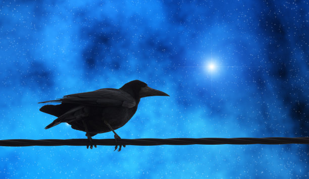 Stars和Raven在电线上图片下载