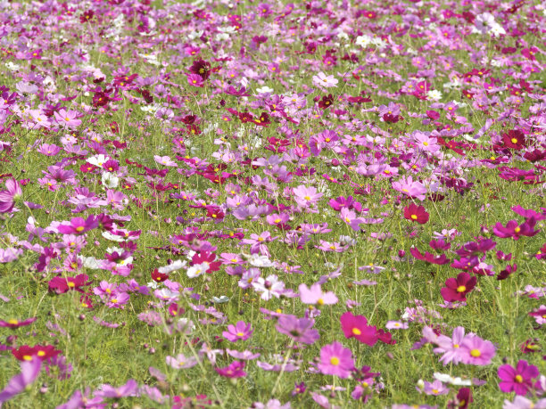 宇宙领域图片下载