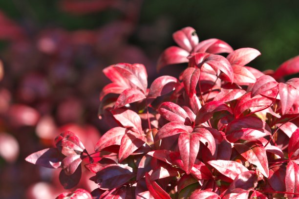 Otafukunanten图片下载