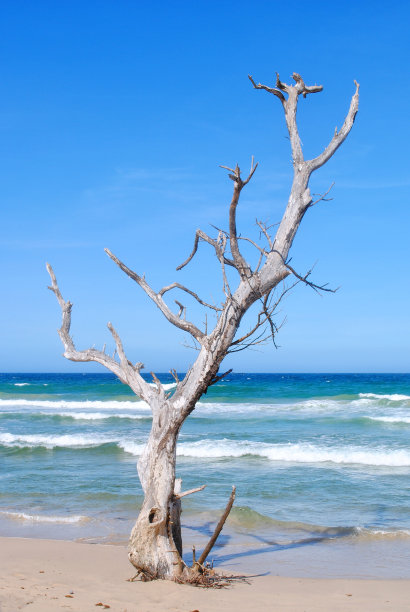 树在岸上图片下载