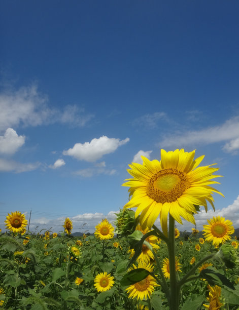 向日葵图片下载