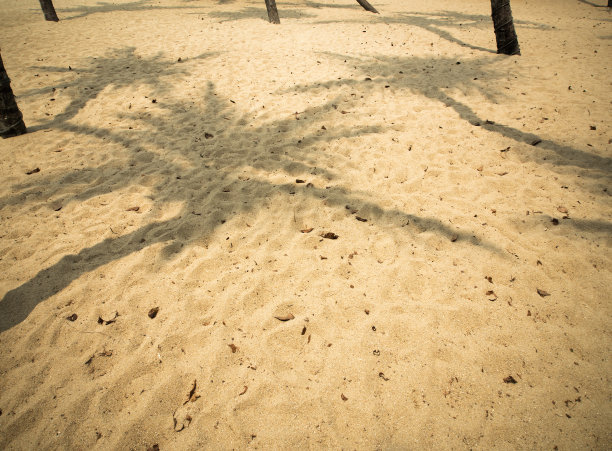 椰子树的影子图片下载