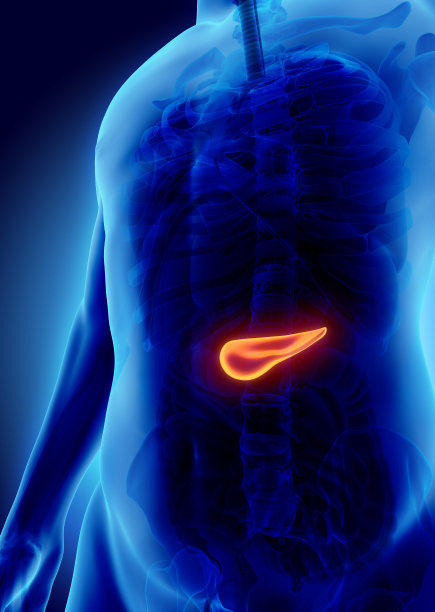 胰腺-消化系统的一部分的3D插图。图片下载