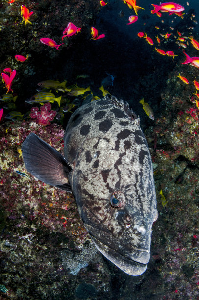 鞍带石斑图片下载
