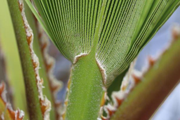 棕榈树、宏图片下载