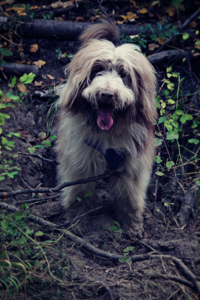 泥泞的狗!图片下载