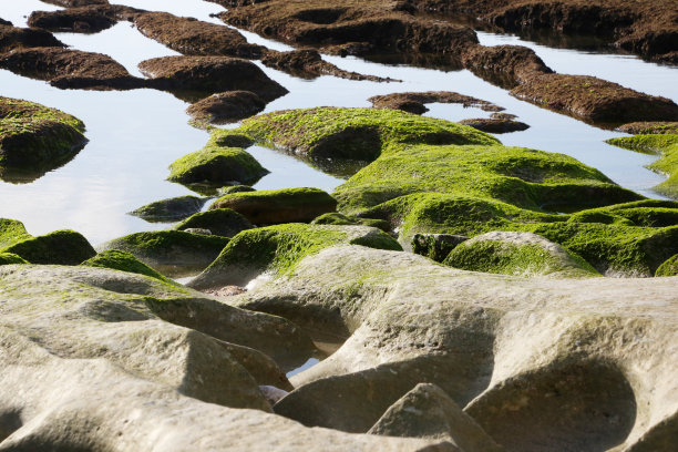 绿色苔藓在岩石海滩的背景图片下载