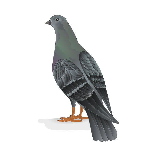 信鸽向量图片下载