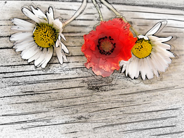 红色和白色的雏菊在旧的桌面上图片下载