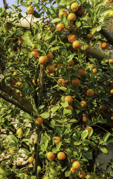 橘子树图片下载