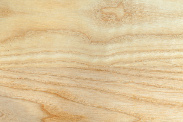 山毛榉树结构图片下载