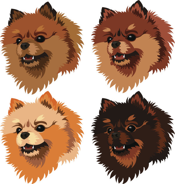 说明性的肖像博美犬孤立在白色图片下载