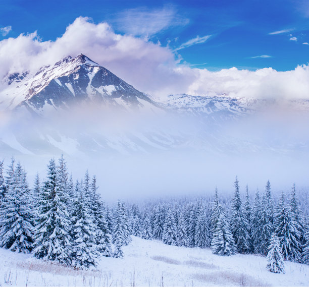 冬季景观树木在霜冻图片下载