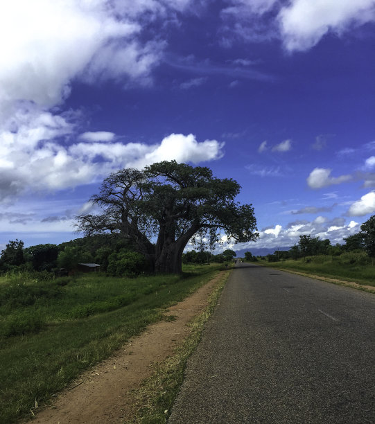 马路对面是猴面包树图片下载