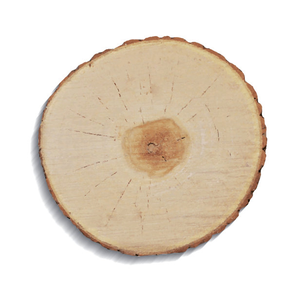 树桩孤立在白色背景上图片下载