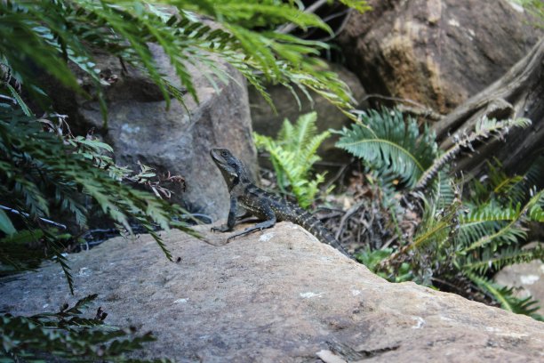 蓝山蜥蜴-澳大利亚图片下载