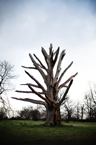 树，死，株图片下载