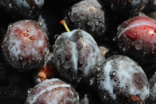 蓝色的李子图片下载