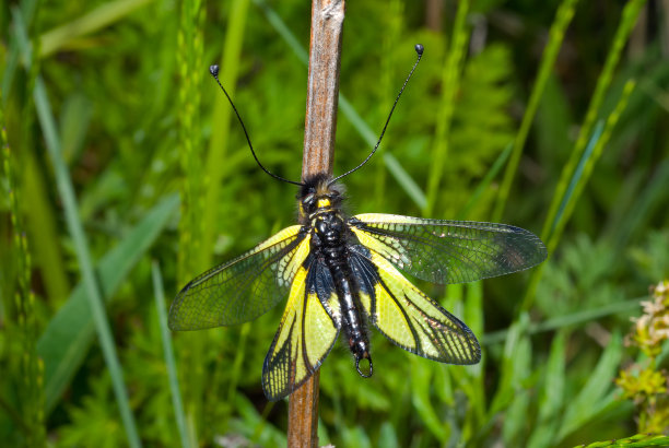 昆虫(Ascalaphidae)图片下载