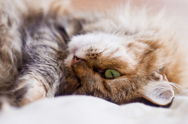 毛茸茸的猫图片下载