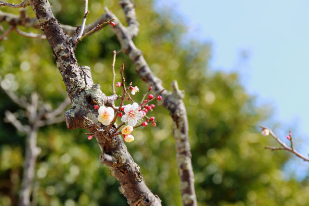 梅花图片下载