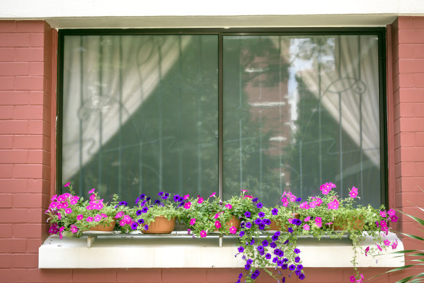 窗口的花图片下载