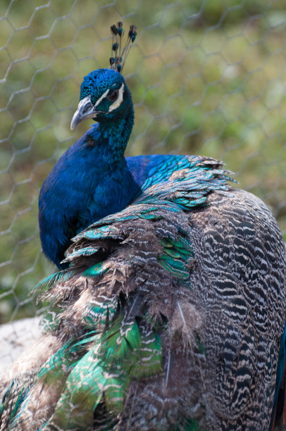 优雅蓬松的孔雀(Pavo Cristatus)图片下载