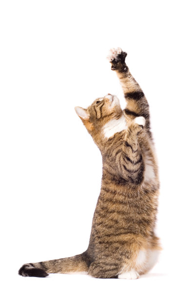 猫在玩，在问，在抓。孤立在白色的。本空间图片下载