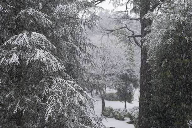 下雪树木的背景图片下载