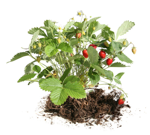 草莓布什图片下载