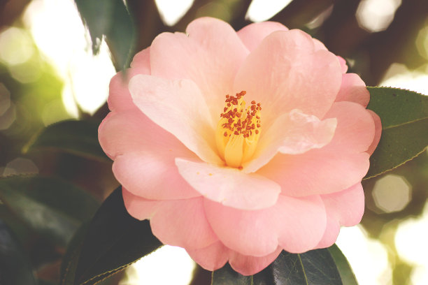 亮粉红色山茶花图片下载