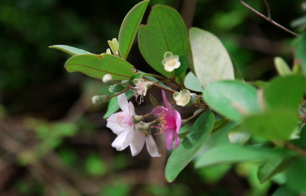 玫瑰默特尔花与老查姆图片下载