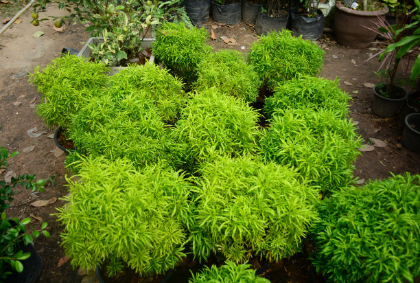 明aralia图片下载