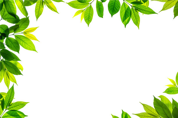 白色背景上孤立的绿叶枝干图片下载