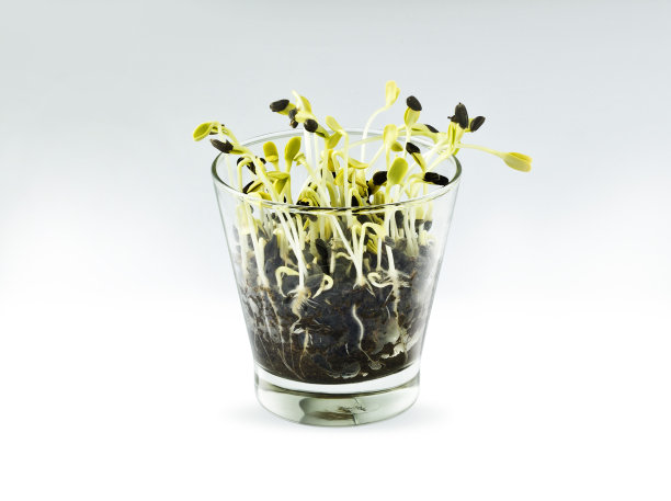 种子在玻璃图片下载