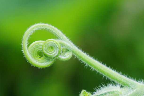 绿色的离开图片下载