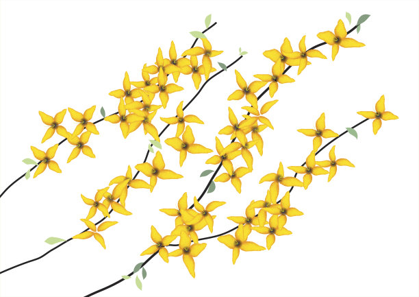 连翘花，白底黄花枝图片下载