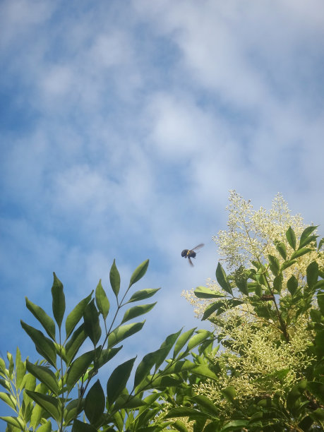 蓝天和蜜蜂图片下载