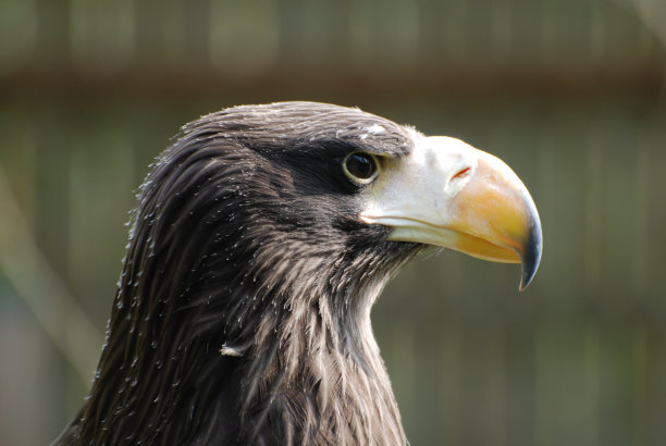 猛禽侧面图图片下载