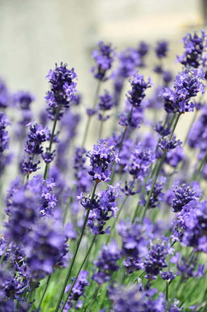 薰衣草花的细节特写图片下载