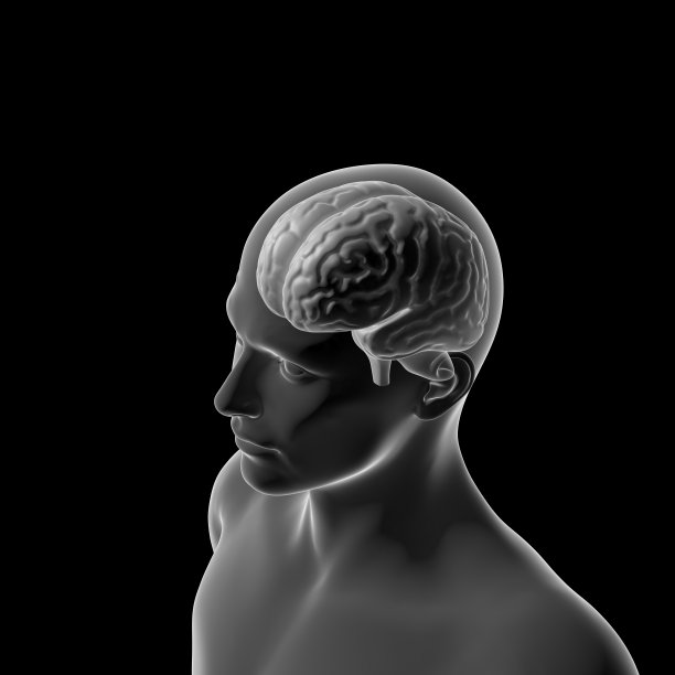 人脑，医学插图图片下载