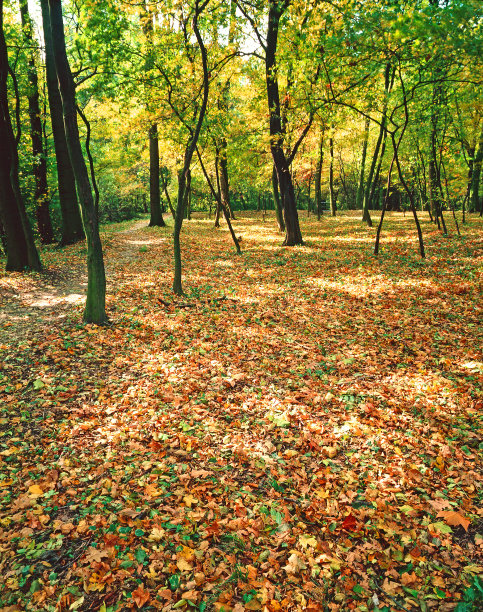 秋天的森林图片下载