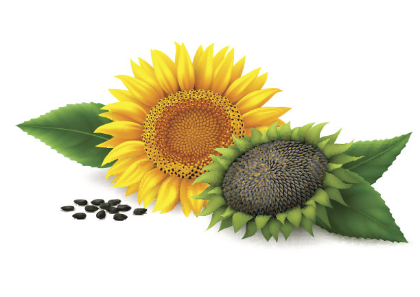 白色背景上的向日葵图片下载