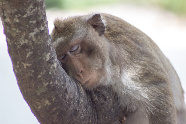 猴子在睡觉图片下载