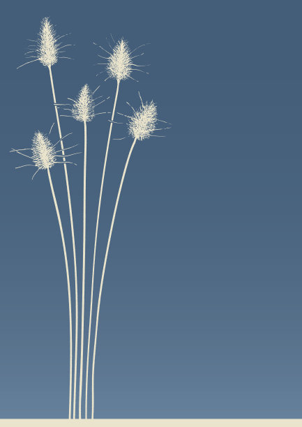 兔子尾巴草图片下载