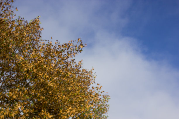 秋天树叶图片下载