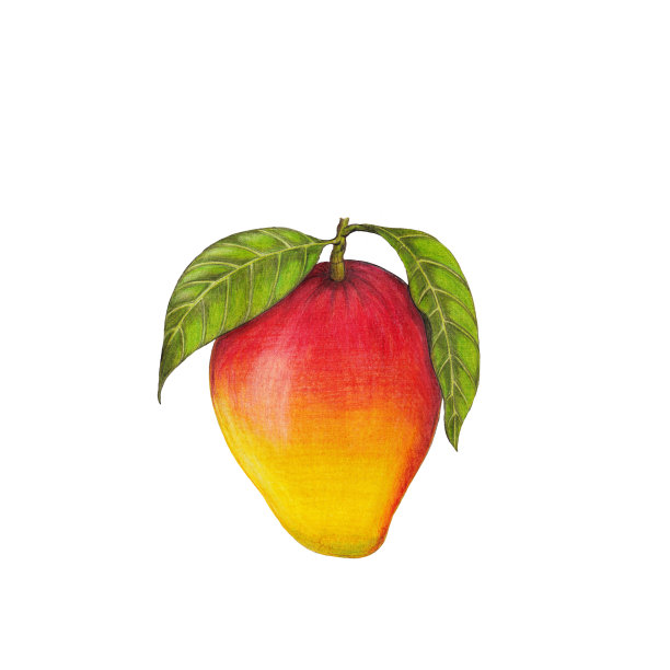 芒果插图素材图片