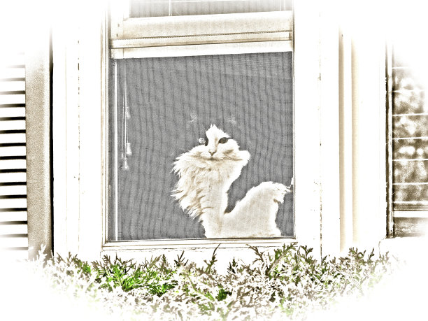 一个观察者图片下载